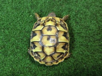 ヘルマンリクガメベビーEUCB個体 59番の画像