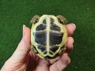 ヘルマンリクガメベビーEUCB個体 59番の画像