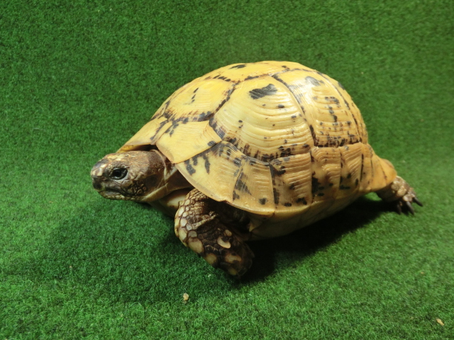 キレナイカギリシャリクガメ (リビア地中海リクガメ）EGCB個体 17番 メスの画像