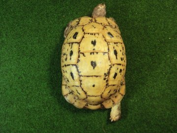キレナイカギリシャリクガメ (リビア地中海リクガメ）EGCB個体 17番 メスの画像