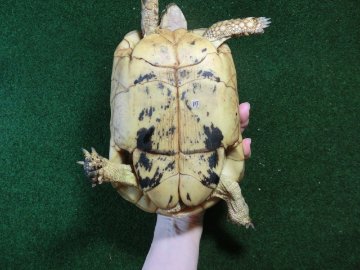 キレナイカギリシャリクガメ (リビア地中海リクガメ）EGCB個体 17番 メスの画像