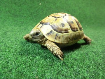 アラブギリシャリクガメ SMサイズ83番の画像