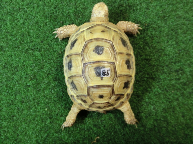 アラブギリシャリクガメ Sサイズ85番の画像