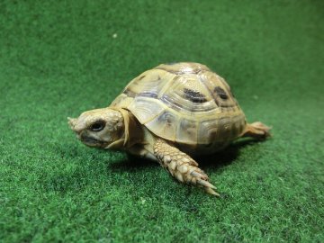 アラブギリシャリクガメ Sサイズ85番の画像