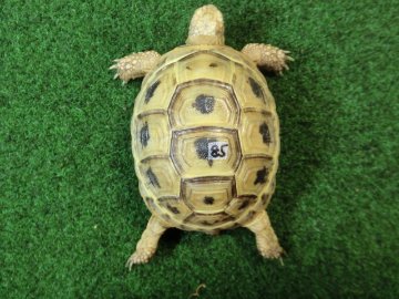 アラブギリシャリクガメ Sサイズ85番の画像