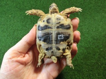 アラブギリシャリクガメ Sサイズ85番の画像