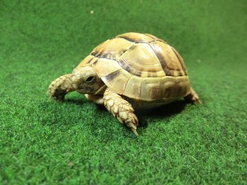アラブギリシャリクガメ Sサイズ86番の画像