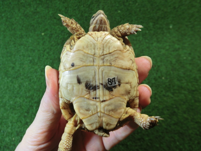 アラブギリシャリクガメ Sサイズ87番の画像