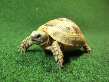 アラブギリシャリクガメ Sサイズ87番の画像