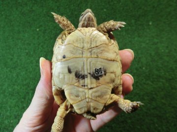 アラブギリシャリクガメ Sサイズ87番の画像