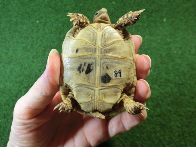 アラブギリシャリクガメ Sサイズ89番の画像