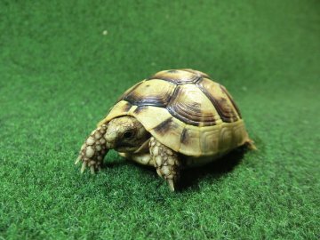 アラブギリシャリクガメ Sサイズ89番の画像