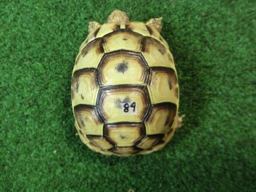 アラブギリシャリクガメ Sサイズ89番の画像