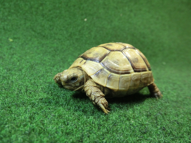 チチュウカイリクガメ属