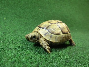 アラブギリシャリクガメ Sサイズ90番の画像
