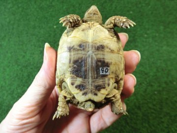 アラブギリシャリクガメ Sサイズ90番の画像