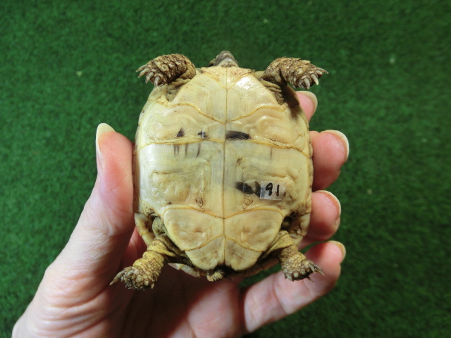 アラブギリシャリクガメ Sサイズ91番の画像