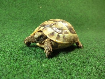 アラブギリシャリクガメ Sサイズ91番の画像