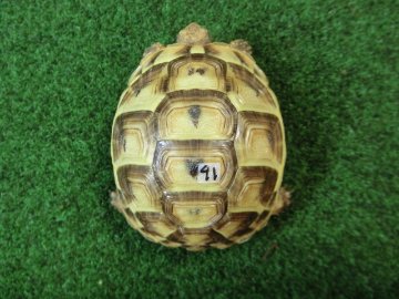 アラブギリシャリクガメ Sサイズ91番の画像