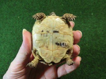 アラブギリシャリクガメ Sサイズ91番の画像