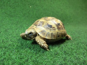 アラブギリシャリクガメ Sサイズ92番の画像
