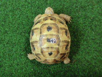 アラブギリシャリクガメ Sサイズ92番の画像