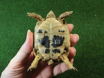 アラブギリシャリクガメ Sサイズ92番の画像