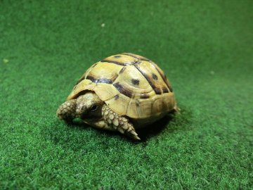 アラブギリシャリクガメ Sサイズ94番の画像