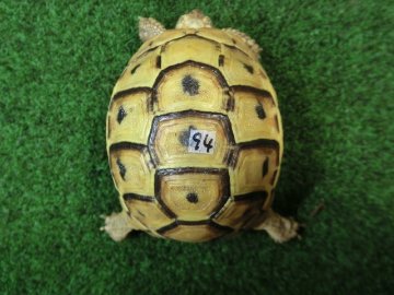 アラブギリシャリクガメ Sサイズ94番の画像
