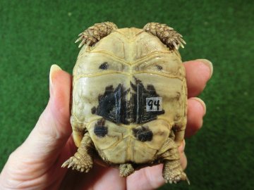 アラブギリシャリクガメ Sサイズ94番の画像