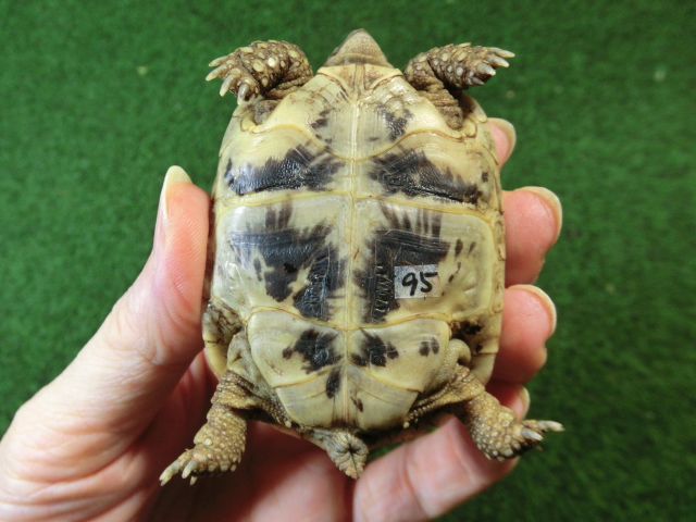 アラブギリシャリクガメ Sサイズ95番の画像