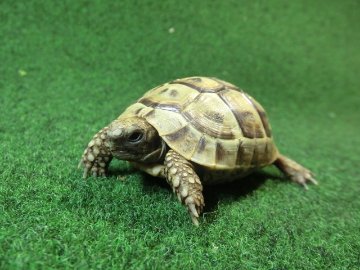 アラブギリシャリクガメ Sサイズ95番の画像