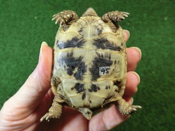 アラブギリシャリクガメ Sサイズ95番の画像