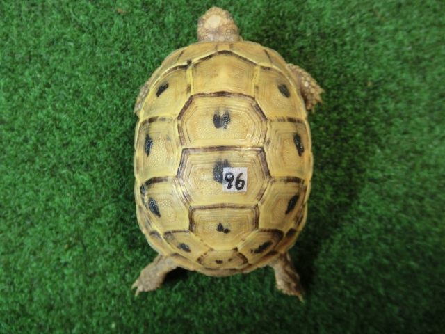 アラブギリシャリクガメ Sサイズ96番の画像