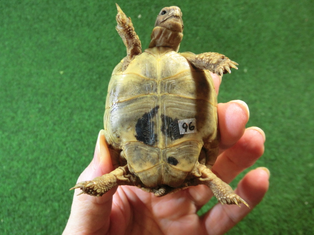 アラブギリシャリクガメ Sサイズ96番の画像