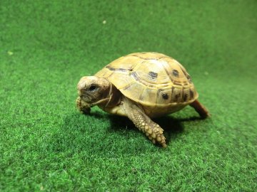 アラブギリシャリクガメ Sサイズ96番の画像