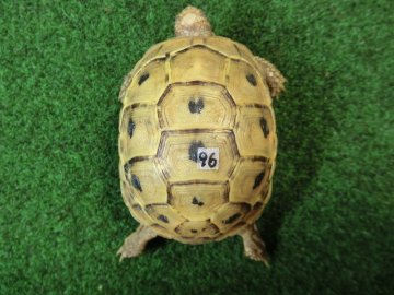 アラブギリシャリクガメ Sサイズ96番の画像
