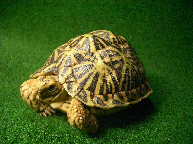 テントヤブガメ 雌の画像