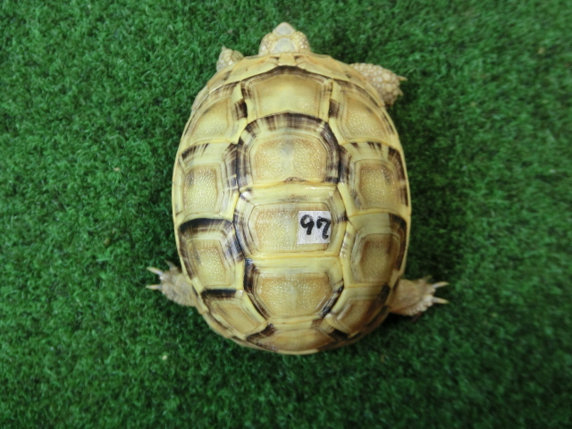 アラブギリシャリクガメ Sサイズ97番の画像