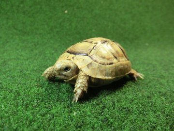 アラブギリシャリクガメ Sサイズ97番の画像