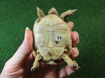 アラブギリシャリクガメ Sサイズ97番の画像