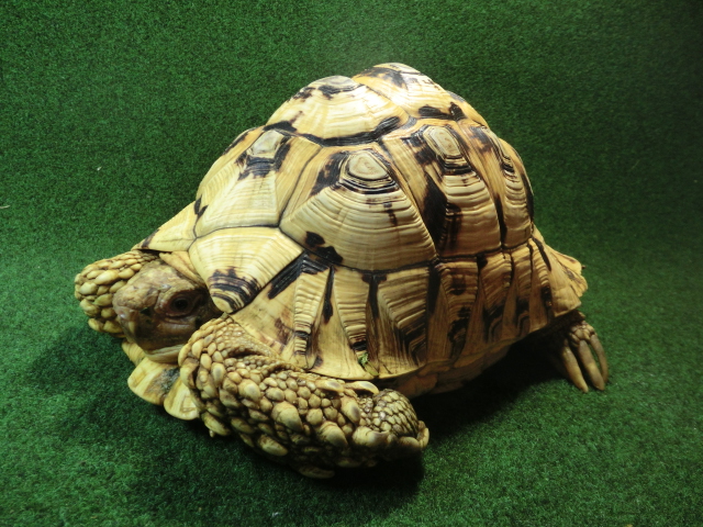 バブコックヒョウモンガメ アダルトオス ホワイトタイプの画像