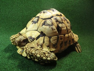 バブコックヒョウモンガメ アダルトオス ホワイトタイプの画像
