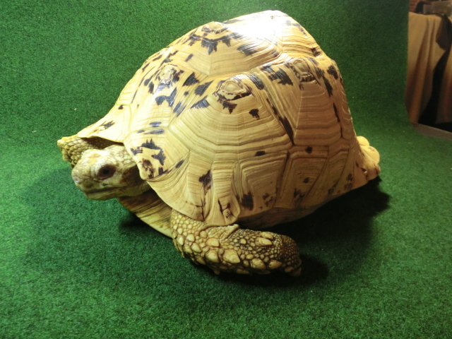 バブコックヒョウモンガメ アダルトメス 極美ホワイトタイプの画像