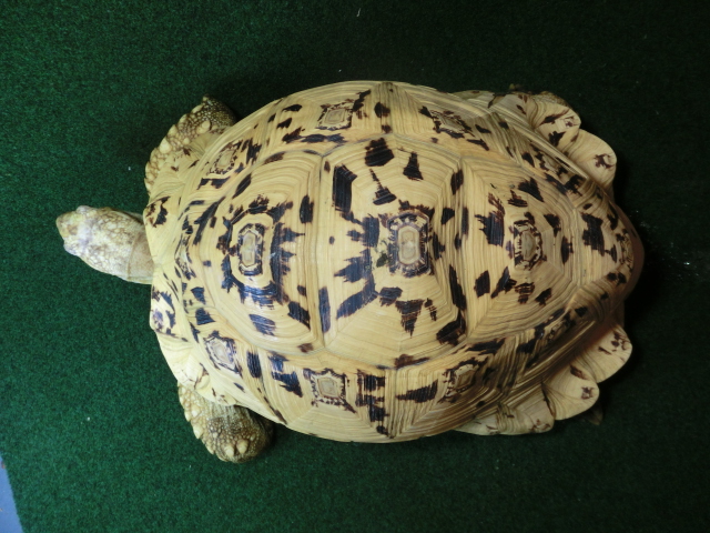 バブコックヒョウモンガメ アダルトメス 極美ホワイトタイプの画像