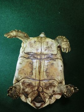 バブコックヒョウモンガメ アダルトメス 極美ホワイトタイプの画像