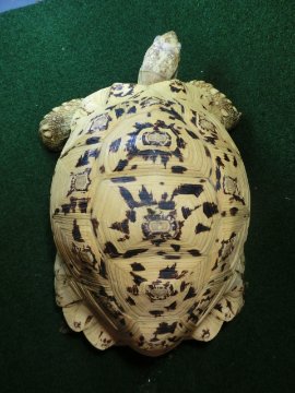 バブコックヒョウモンガメ アダルトメス 極美ホワイトタイプの画像