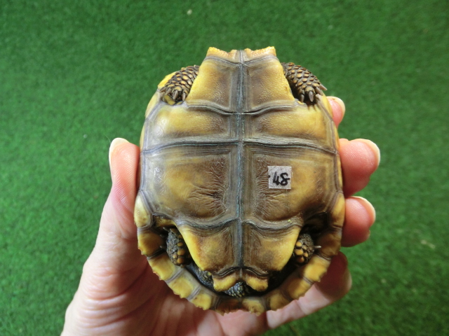 キアシガメベビーCB個体 48番　の画像