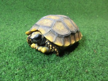 キアシガメベビーCB個体 48番　の画像
