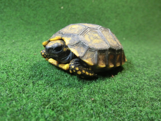 キアシガメベビーCB個体 49番　の画像